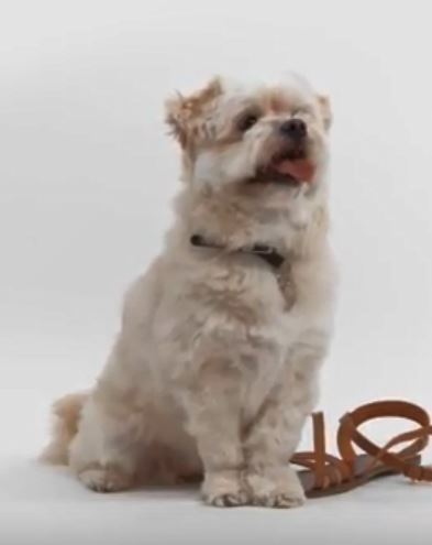 Dog 4.JPG