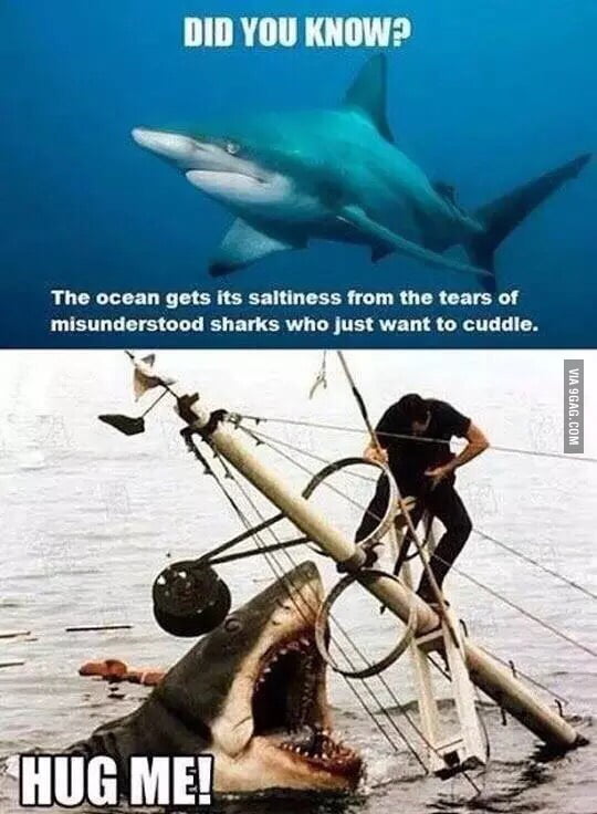 shark.jpg.962a9e406b03bbd337a9a9c4bb43e8eb.jpg