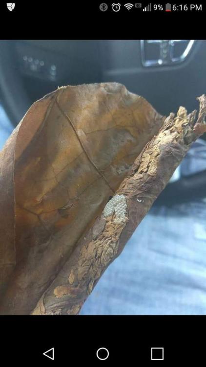 grosscigar.jpg
