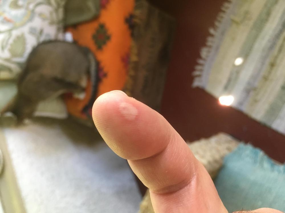 B0E9D0D5-C878-441C-9666-42EC8A4353FC.thumb.jpeg.5108b71df1d976b25500b726461673b6.jpeg