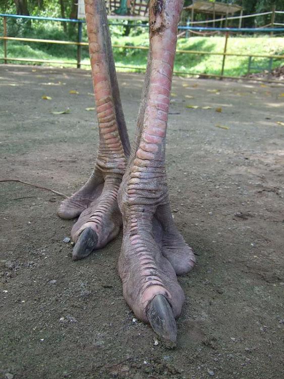 1116900226_ostrichfeet.thumb.jpg.ec51dbb8224cff984bec0a568db2d0db.jpg