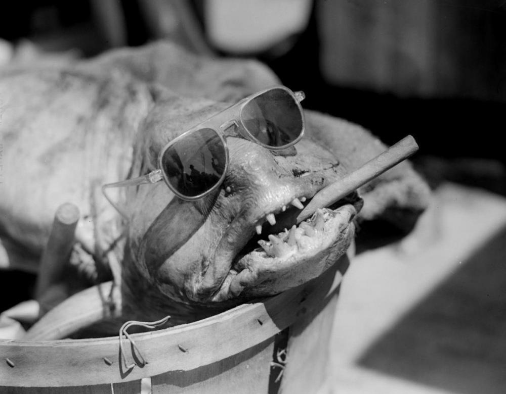 VINTAGE-1940s-WEIRD-FISH-IN-SUNGLASSES-SMOKING-A.jpg