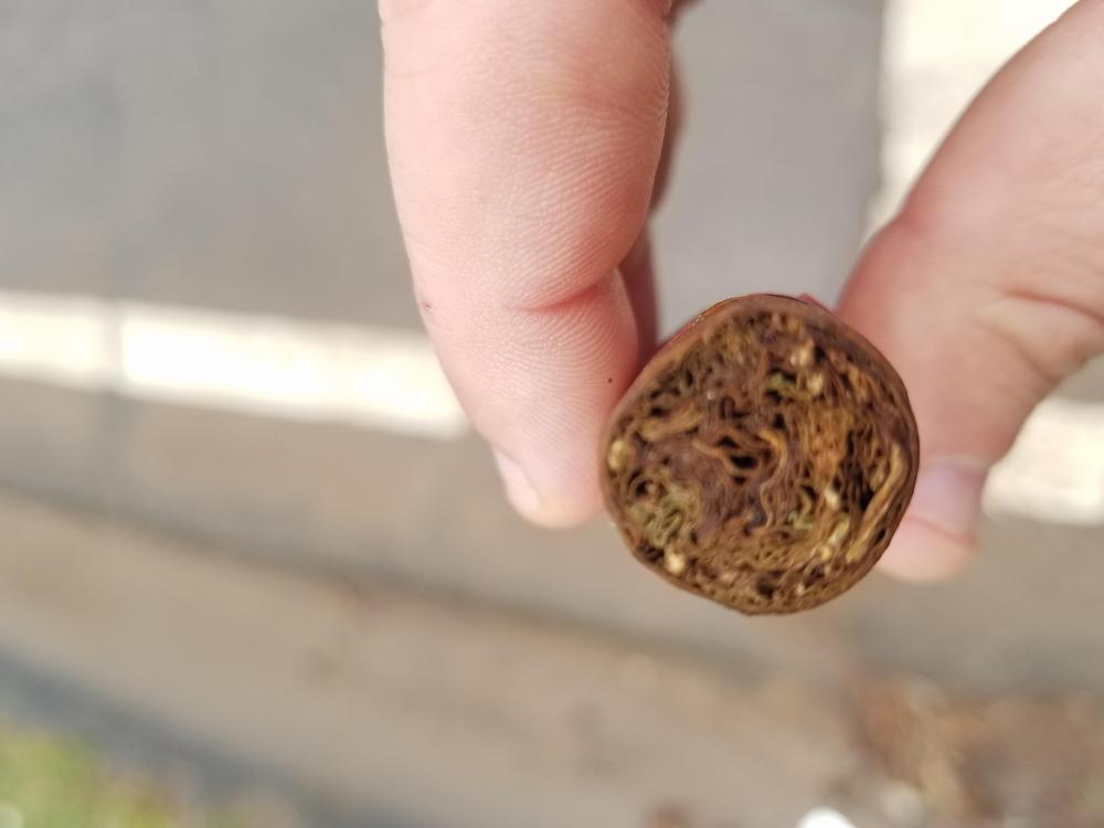 20190212_121825.thumb.jpg.fe134a847bdb0fc21c9694ce2b9cf374.jpg