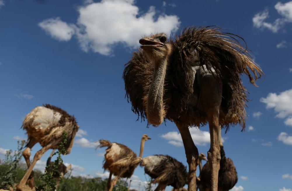 ostrich.thumb.jpg.bcf4f2cbb0e7ba8013af5f83be55e06f.jpg