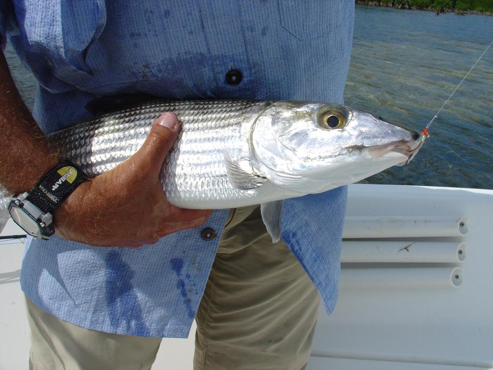 bonefish5.JPG