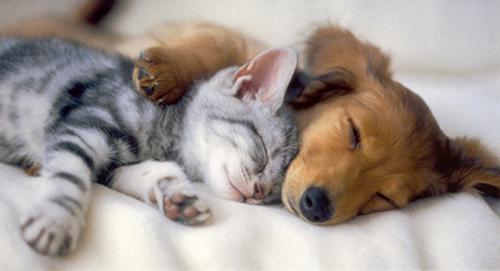 can-cats-and-dogs-be-friends-1.jpg