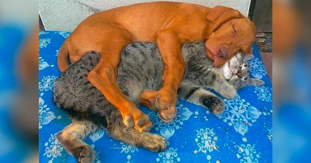 dog_cats_cuddle_featured.thumb.jpg.6ceaae8f23966d18519a00f28f669dc7.jpg