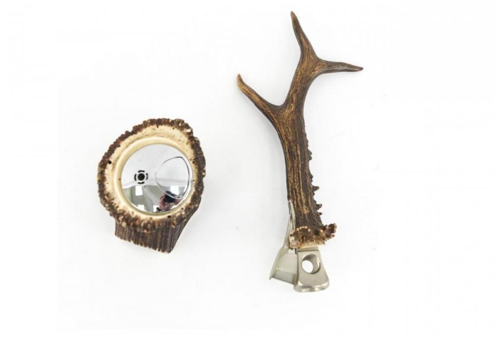 Staghorn.JPG