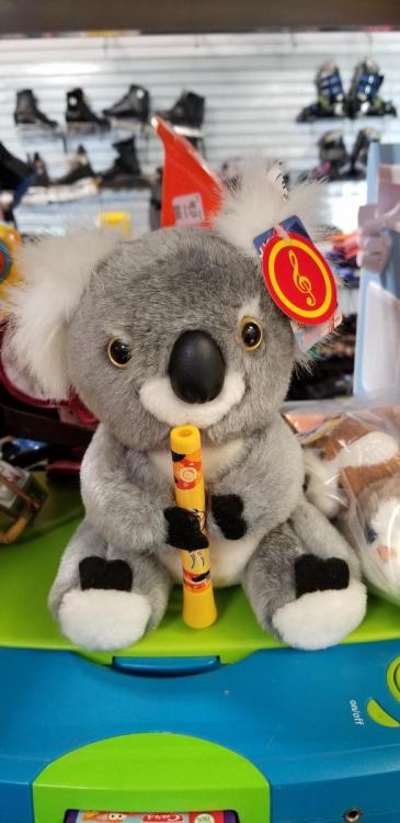 1479272203_stuffedkoala.thumb.jpg.33aa7b4ca77ac71b533539a325a07c5b.jpg