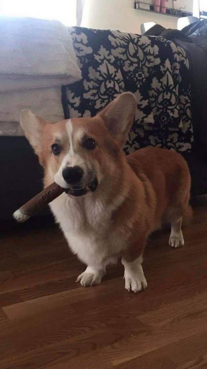 corgi with cigar.jpg