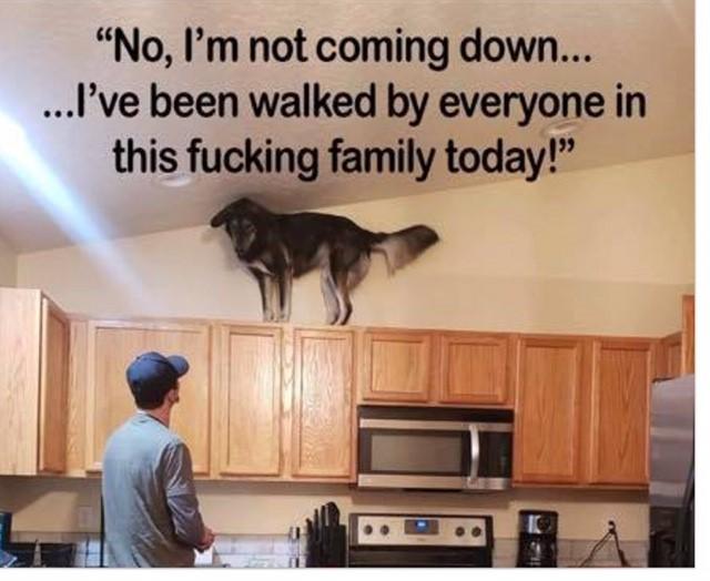 dogg.jpg.ff51cf1b4e2ff66d512868869b3e4e4c.jpg