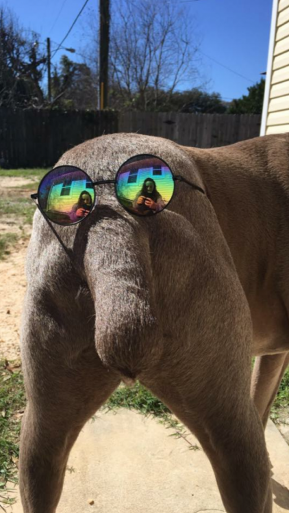 62984500_DogNose.thumb.PNG.24966acd005229a7bdc2cf58264ff9f8.PNG