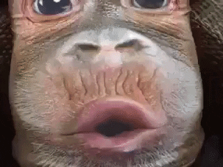 giphy.gif.56017773422b8a998acf4ec71f5afd1d.gif