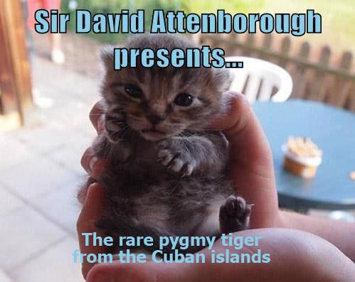 sir-david-attenborough-presents-the-rare-pygmy-tiger-of-the-andaman-islands.jpg.0e623cf0491013291320dedb3fa1ea8a.jpg