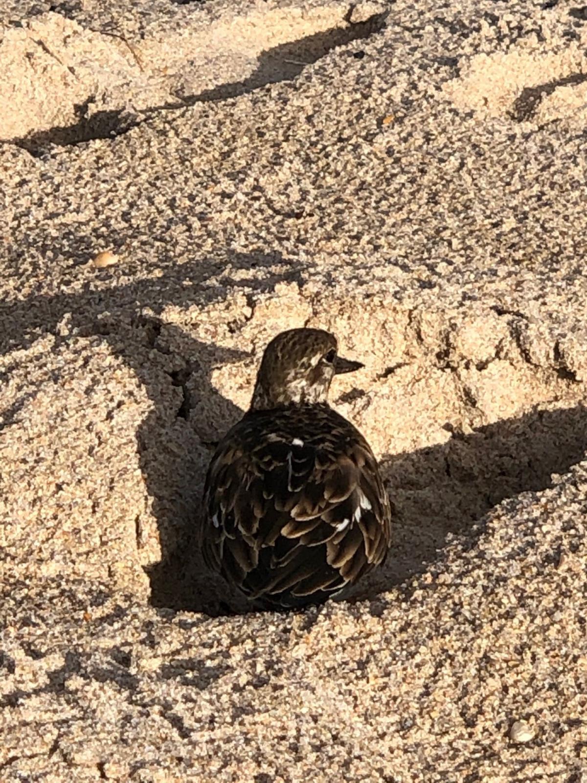 Bird.jpg.4d50cd98d327151f29ea9ecc2396159a.jpg