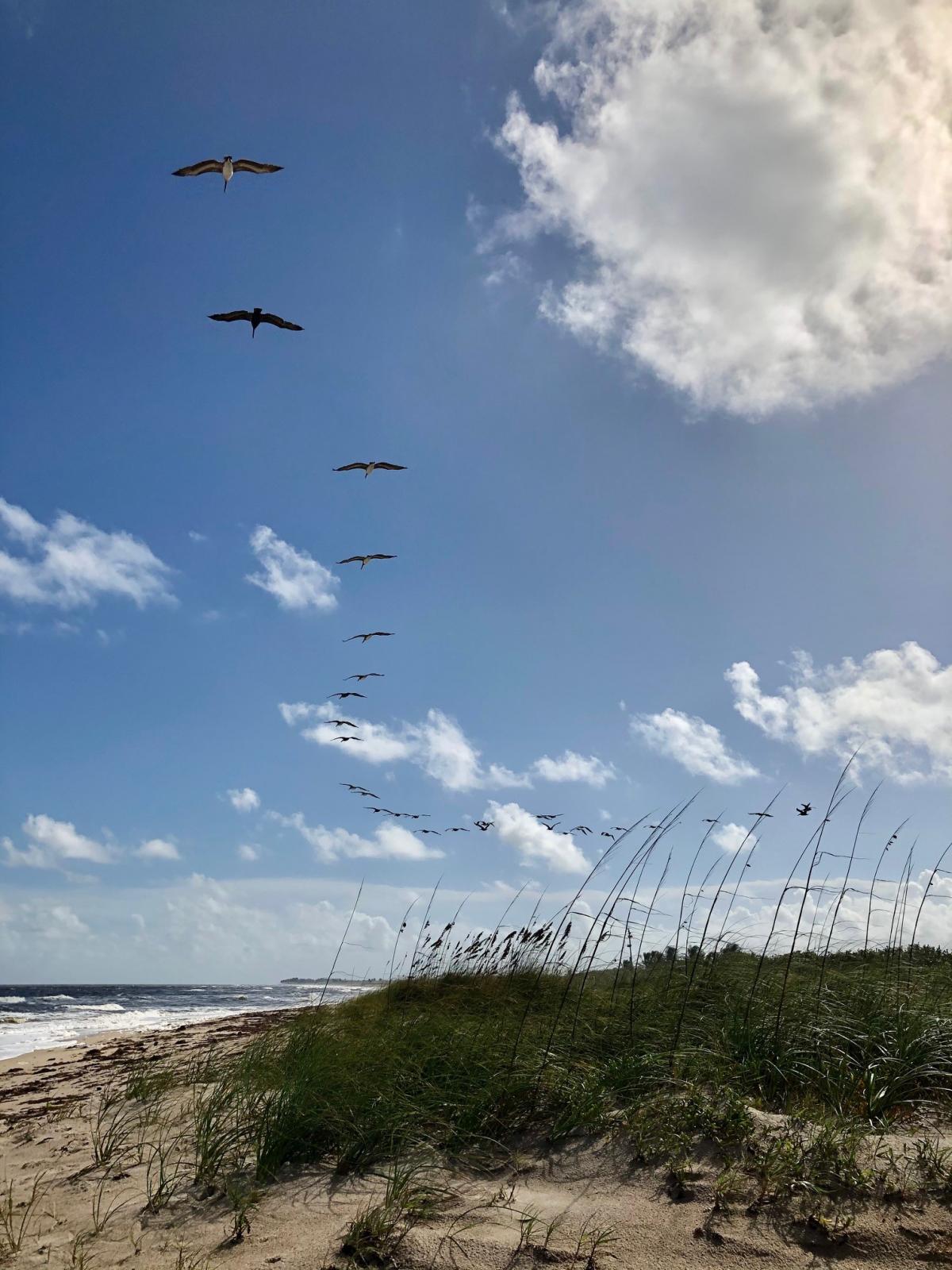 birds.jpg.aba9f7468614452f12e8ca7f3dd72ed8.jpg