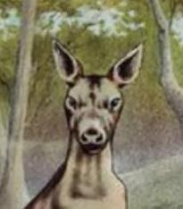 Roo.jpg.1a09b46150a9691f41b84d07f8701097.jpg