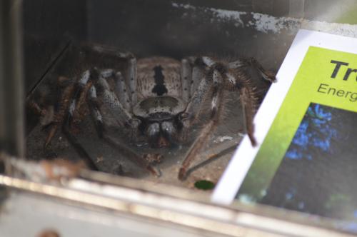 34015431_spider003.thumb.JPG.9f4e2debf89a541327ea87ca2d90f7a8.JPG
