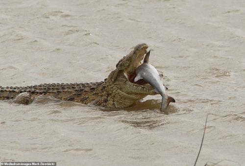 Salty-eats-shark2.thumb.jpg.a17082d3701e3034f6c7f978a9855751.jpg
