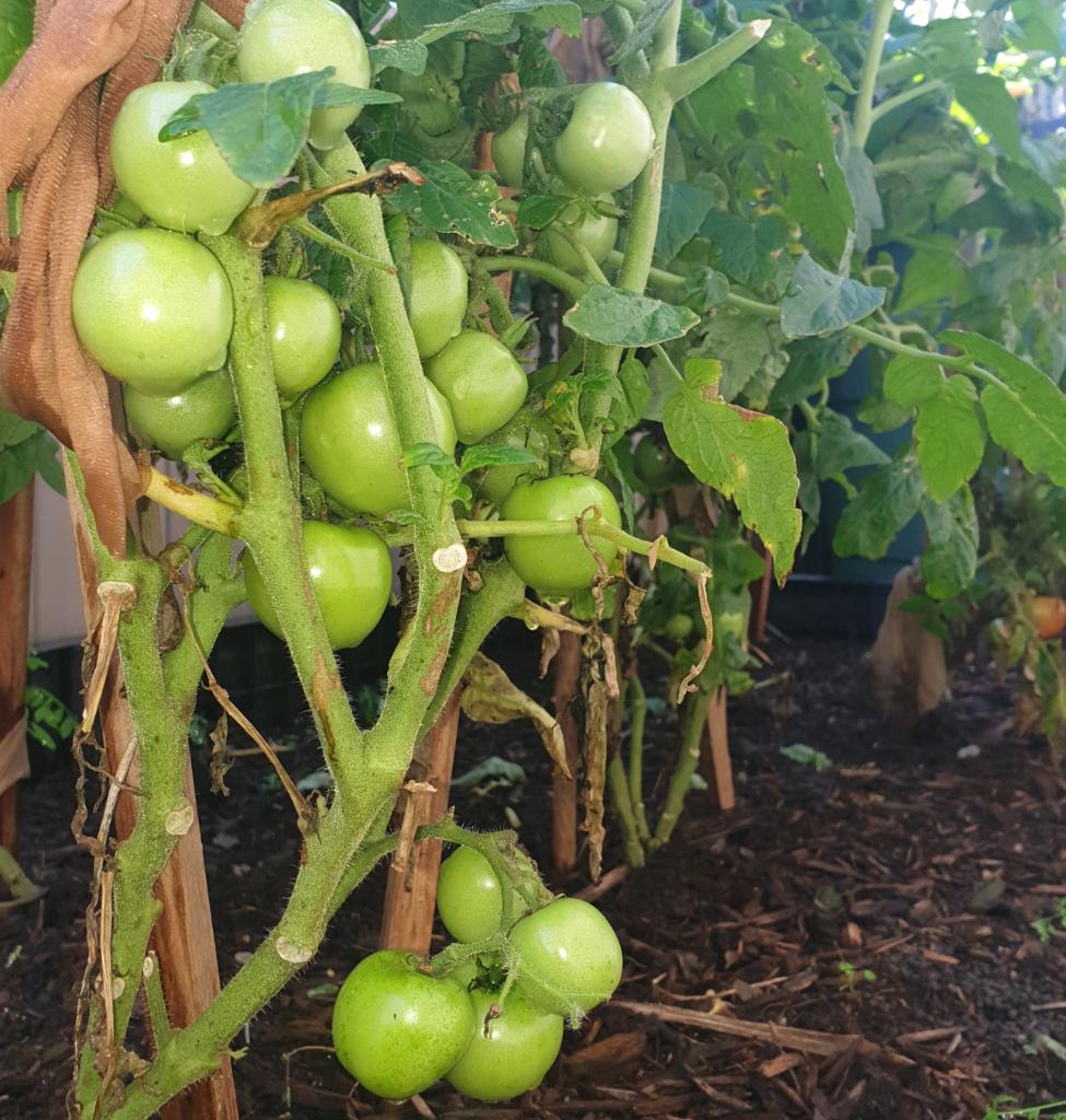 tomatoes.jpg