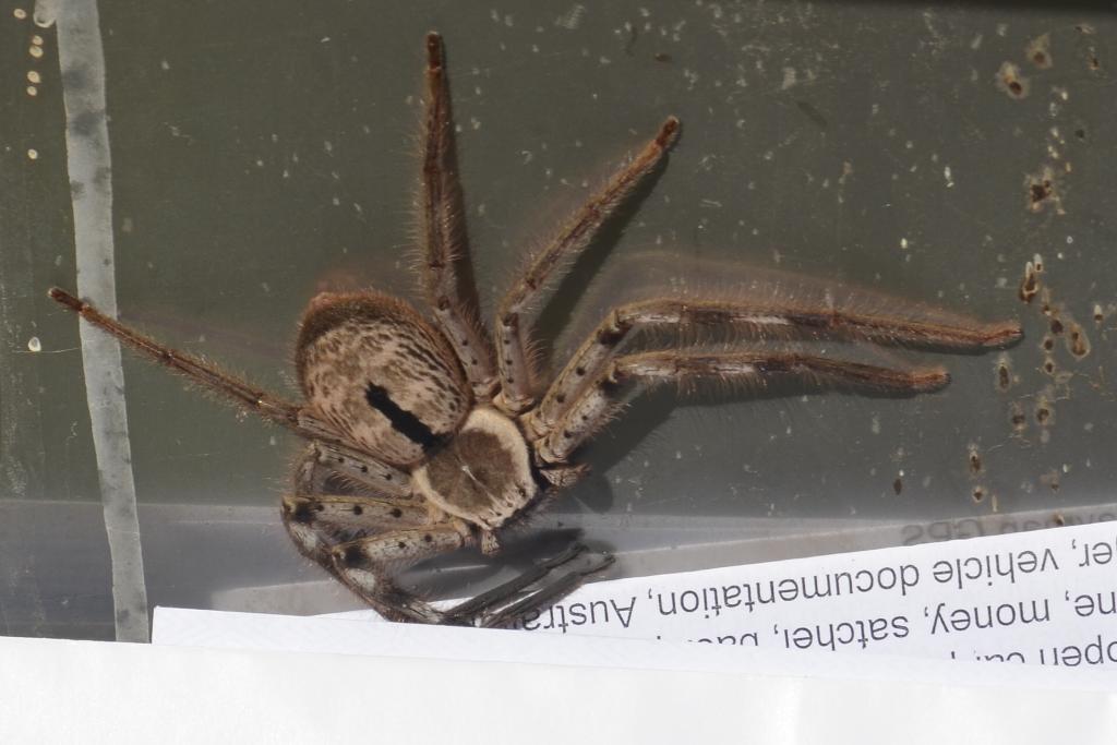 1232379815_spider009.JPG.6eeed86fec593934bef07339013a4b9e.JPG