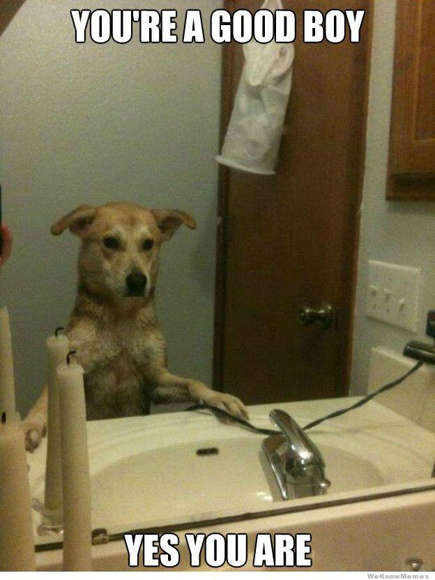self-affirmation-dog-meme.jpg.f6f966918a3efaea44993844285ac9c5.jpg