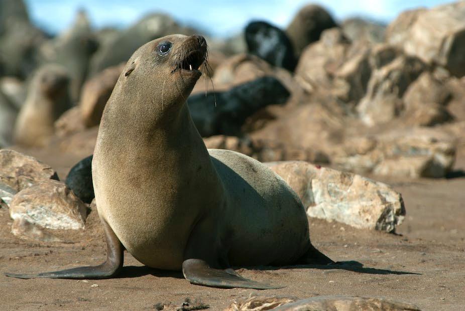 seal.jpeg.39ae6ef3ad96fdb47ca3e076210c6eaf.jpeg