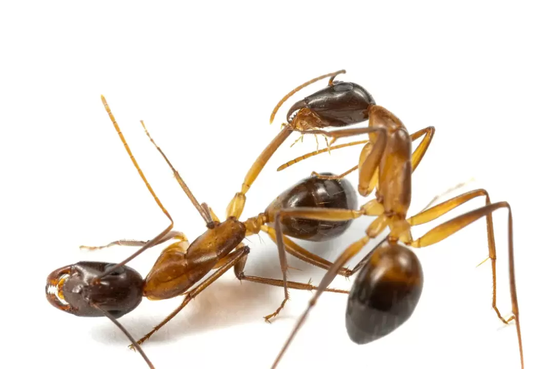 230427-camponotus-fellah-038.webp.6d0abd38faac6fe692389ceb4b35b6cb.webp