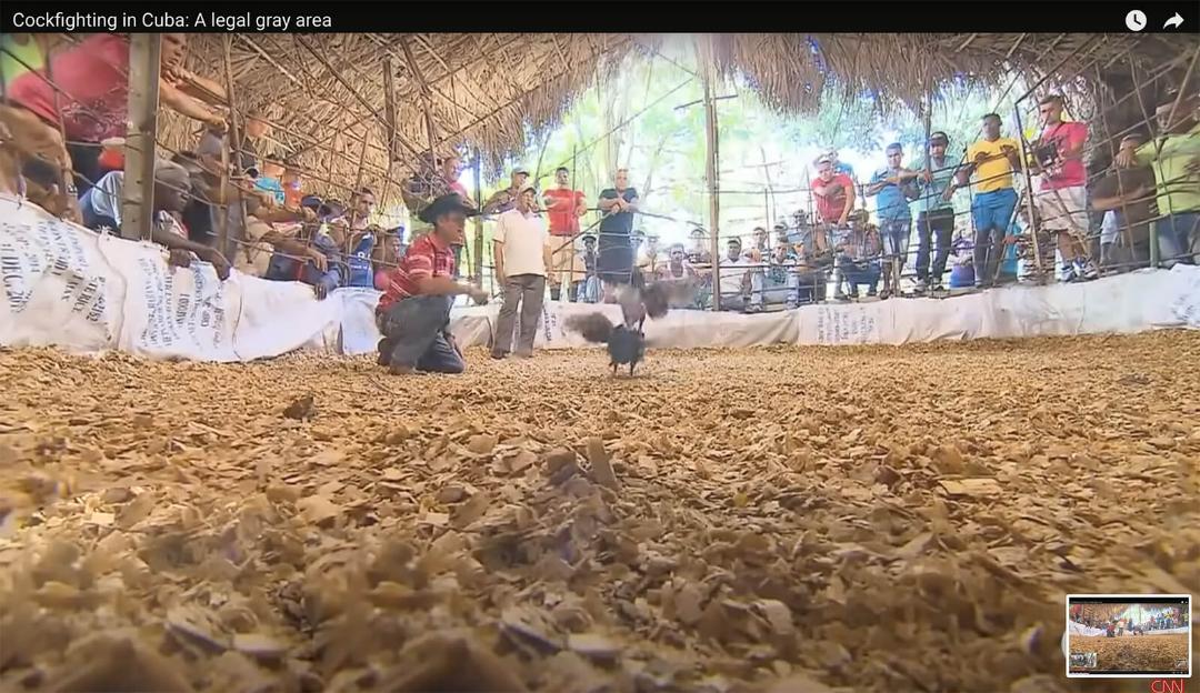Cuba-cock-fighting-cnn.jpg