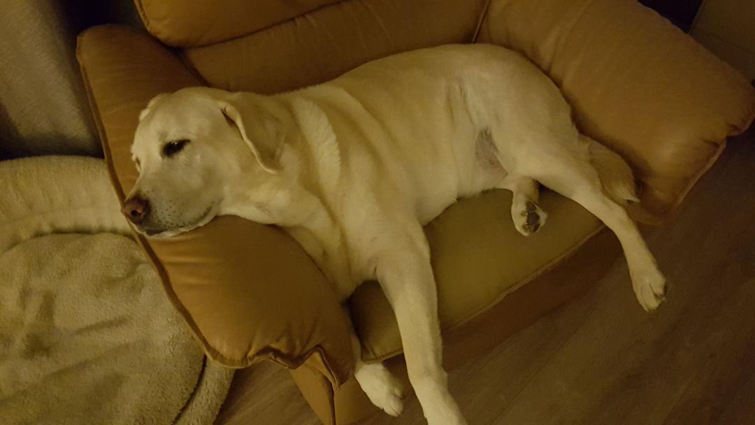 IMG-20190127-WA0014.jpeg.c29b62213c70cd8e42747d06aadd5c1d.jpeg