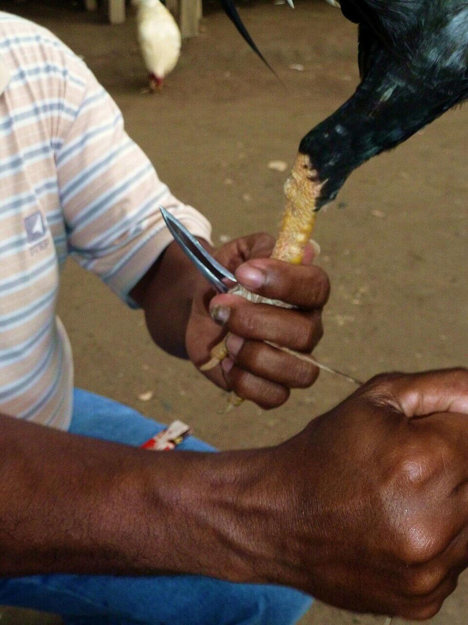 cock-fighting-fitting-spur.jpg