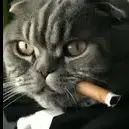 El Gato