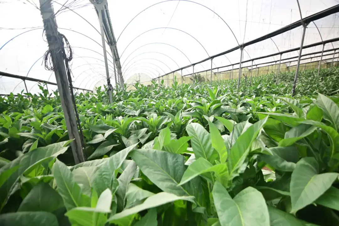 Greenhouses-Natura-Cigars.thumb.webp.19f681de28d625f2e79644100e396ed0.webp