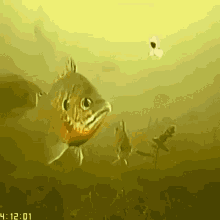 image.gif.939589456f6350113dc148123f801d62.gif