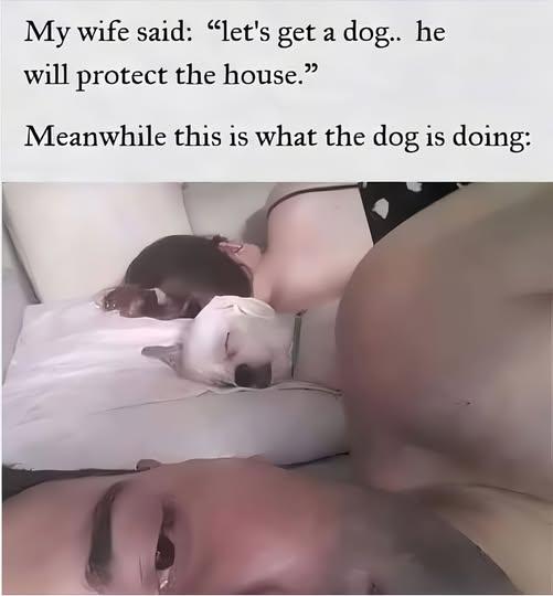 why you get a dog.jpg