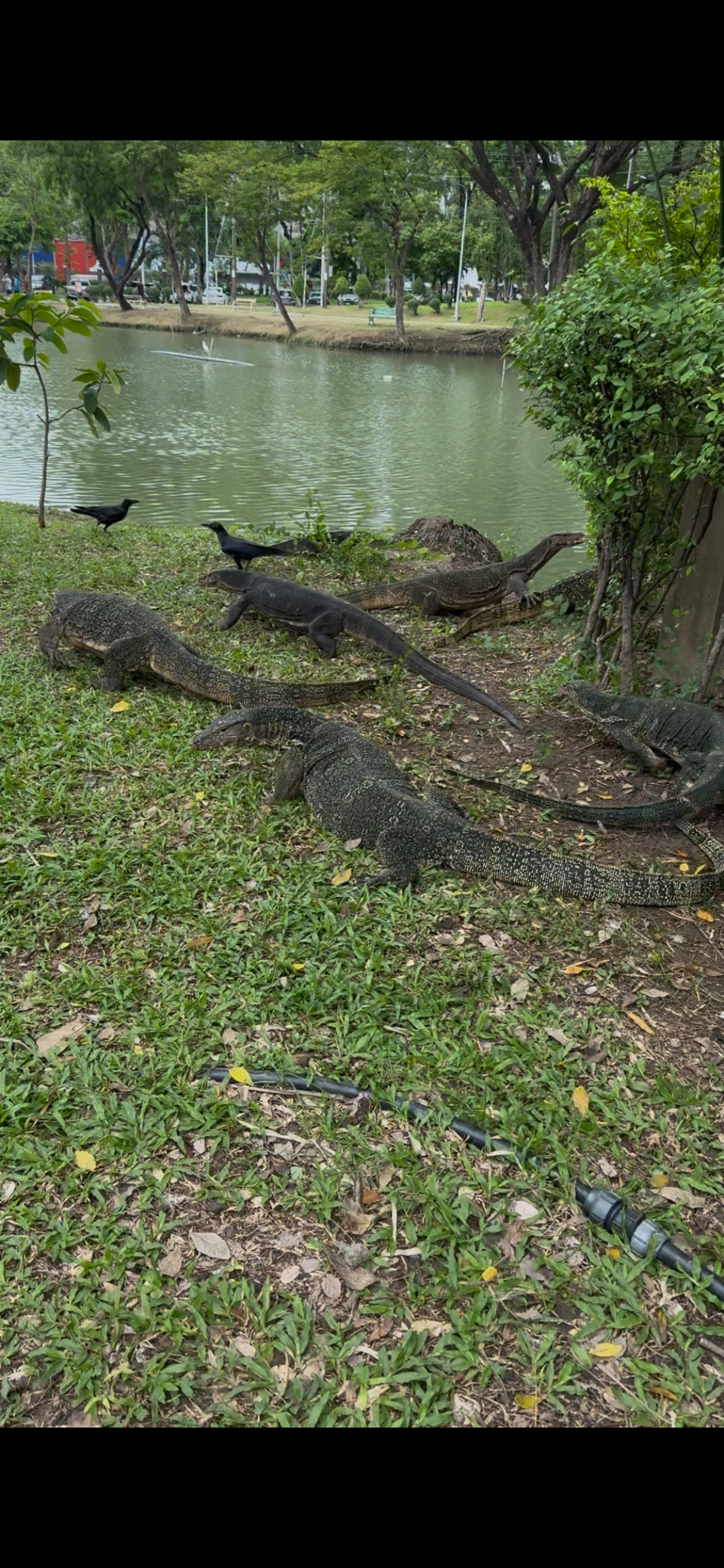 IMG_6679.png.8cf2064da6525bd207cd7b74d574bd7a.png
